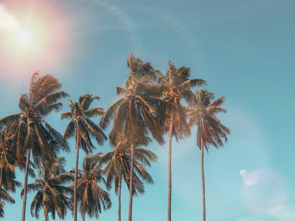 Palm trees in Redondo Beach