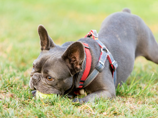 Dog playing with a ball on the grass