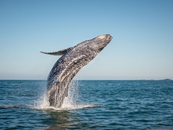 Whale jumping out of water