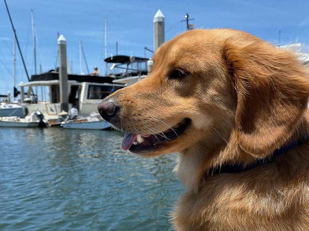Golden Retriever By The Marina.