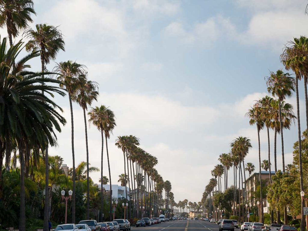 Road Lined With Palm Trees.