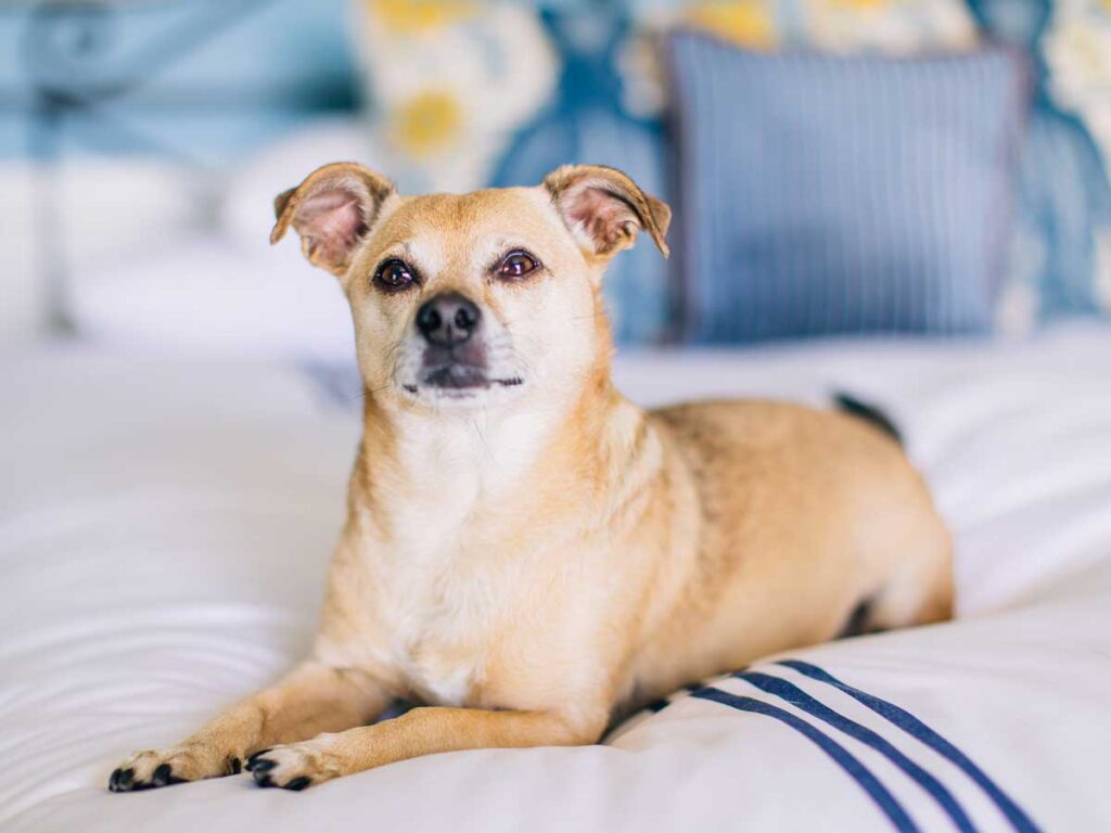 Dog On A Portofino Bed.