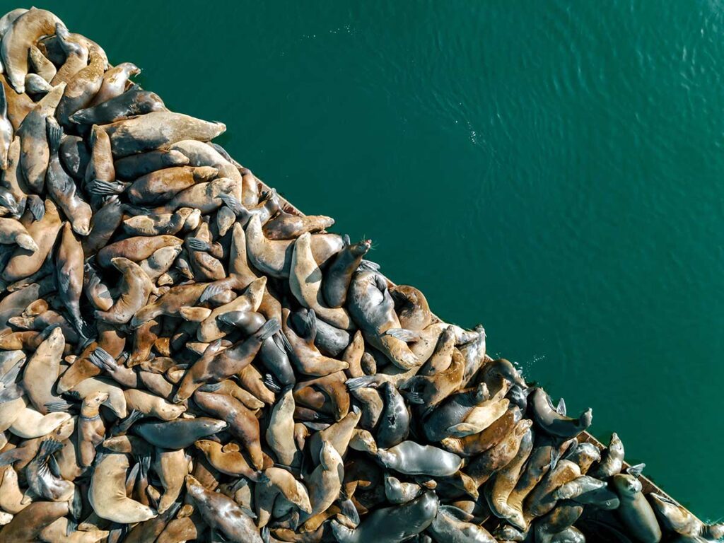 Seals On A Pier